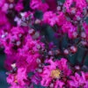 Black Diamond® Crape Myrtle - Mystic Magenta™ -Fast Growing Trees Shop Black Diamon Magestic magenta Crape Myrtle 600x600 703dbfb4 ff0a 40c3 b862 7837c7afa96a