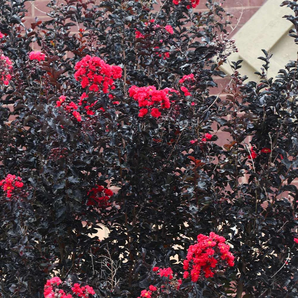 Black Diamond® Crape Myrtle - Best Red™ 5 Black Diamond® Crape Myrtle - Best Red™ - Image 5