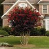 Black Diamond® Crape Myrtle - Best Red™ -Fast Growing Trees Shop Black Diamond Crape Myrtle FGT 600x600 ebd6e947 06c8 47e3 8d58 bdd0b8f08ce1
