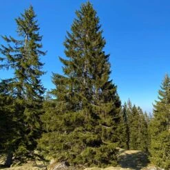 Black Hills Spruce Tree -Fast Growing Trees Shop Black Hills Spruce 2