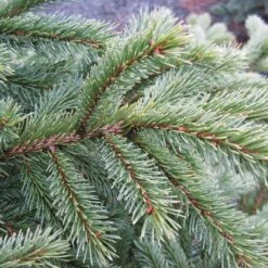 Black Hills Spruce Tree -Fast Growing Trees Shop Black Hills Spruce 6 FGT