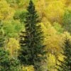 Black Hills Spruce Tree -Fast Growing Trees Shop Black Hills Spruce FGT 600x600 cb51d1ba de3b 4964 8e81 2204f60de25d