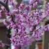 Black Pearl™ Redbud Tree -Fast Growing Trees Shop Black Pearl Redbud Tree 350 Thumb 9eb186b3 173d 4fb3 a56d f2317de1acff