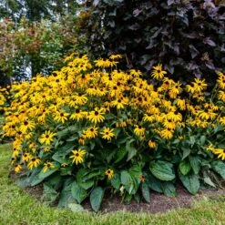 Goldsturm Black-Eyed Susan -Fast Growing Trees Shop Black eyed susan 4 FGT