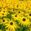 Goldsturm Black-Eyed Susan -Fast Growing Trees Shop Black eyed susan FGT 600x600 5fc5fa90 ed69 40ca 80f8 1dc960e2fcde