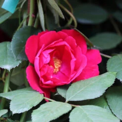 Blaze Improved Climbing Rose -Fast Growing Trees Shop Blaze Improved Rose 3 FGT