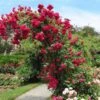 Blaze Improved Climbing Rose -Fast Growing Trees Shop Blaze Improved Rose FGT 600x600 b2fbfbe8 bbd0 4985 ace0 aacc40d6061d