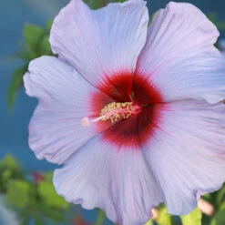 Summer Spice® Hardy Hibiscus Bleu Brulee™ 5 Summer Spice® Hardy Hibiscus Bleu Brulee™ -Fast Growing Trees Shop Bleu Brulee Hibiscus 1