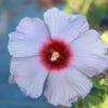 Summer Spice® Hardy Hibiscus Bleu Brulee™ -Fast Growing Trees Shop Bleu Brulee Hibiscus 600x600 6bdbba94 4b1f 4e90 b72d 72a14608d63d