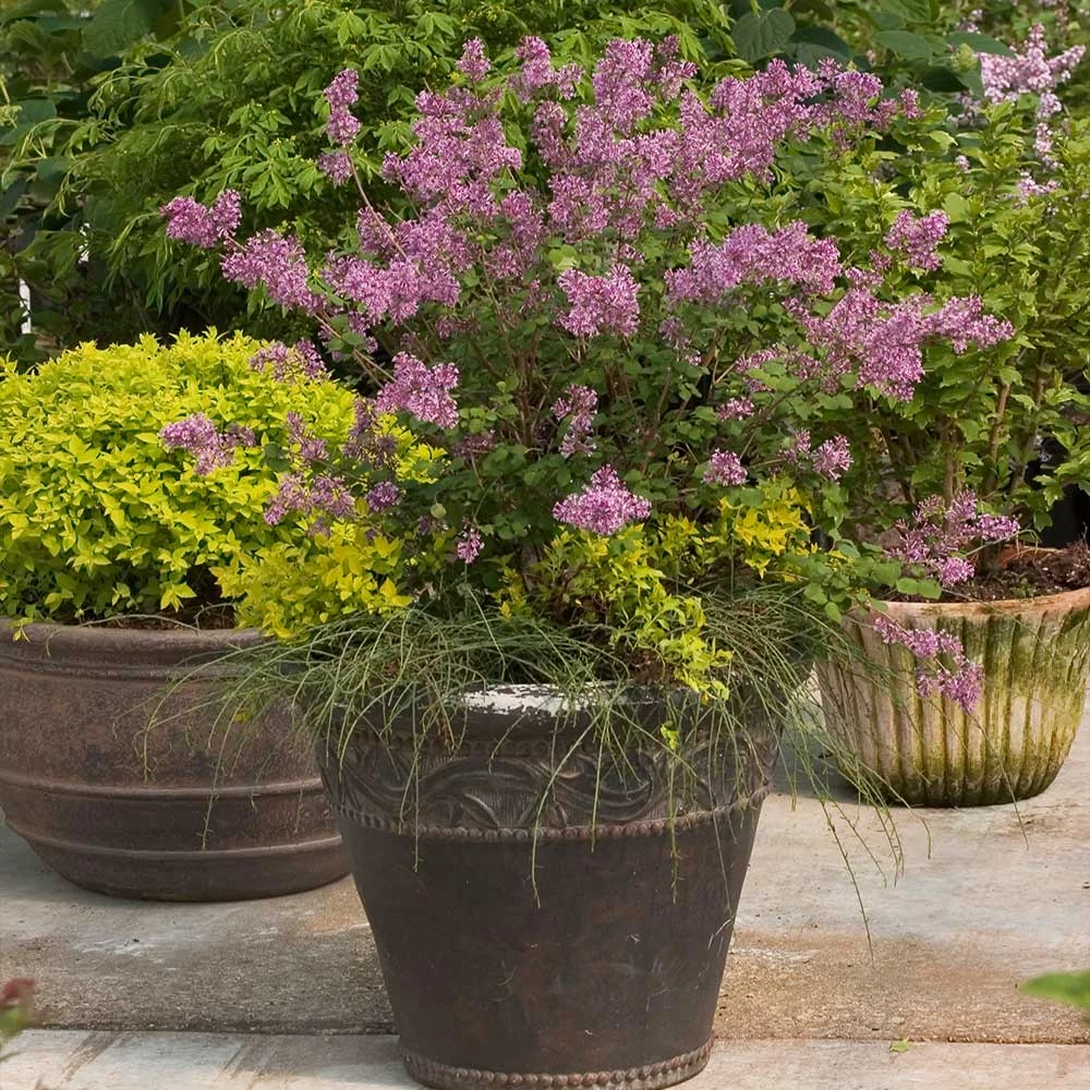 Bloomerang® Lilac Shrub 5 Bloomerang® Lilac Shrub - Image 5