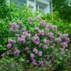 Bloomerang® Lilac Shrub 8 Bloomerang® Lilac Shrub -Fast Growing Trees Shop Bloomerang Lilac Shrub 600x600 fbcbaec1 7351 48c4 b56f 15f2756df306