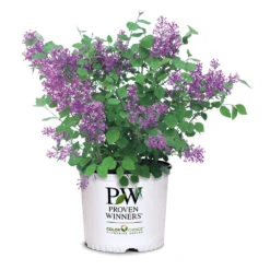 Bloomerang® Lilac Shrub 13 Bloomerang® Lilac Shrub -Fast Growing Trees Shop Bloomerang Lilac Shrub 7 3G