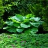 Blue Angel Hosta Plant -Fast Growing Trees Shop Blue Angel Hosta 600x600 c349caf2 e25e 4262 96b4 e4d84f0e56db