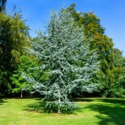 Blue Atlas Cedar Tree 5 Blue Atlas Cedar Tree -Fast Growing Trees Shop Blue Atlas Cedar 2
