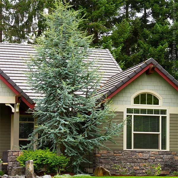 Blue Atlas Cedar Tree 1 Blue Atlas Cedar Tree