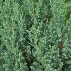 Blue Point Juniper -Fast Growing Trees Shop Blue Point Juniper 3