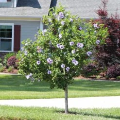Azurri Blue Satin® Rose Of Sharon Althea Tree -Fast Growing Trees Shop Blue Satin Rose Of Sharon Tree 3 44946843 a3ea 4054 b02e a6db3052ceb9