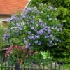 Azurri Blue Satin® Rose Of Sharon Althea Tree 16 Azurri Blue Satin® Rose Of Sharon Althea Tree -Fast Growing Trees Shop Blue Satin Rose Of Sharon Tree 600x600 60de359b badf 4160 8f5d 202267acab41