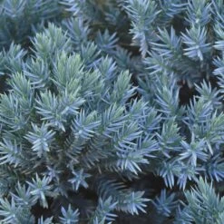 Blue Star Juniper Shrub -Fast Growing Trees Shop Blue Star Juniper 2