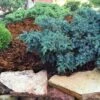 Blue Star Juniper Shrub -Fast Growing Trees Shop Blue Star Juniper FGT 600x600 39395957 12cd 4367 9266 50e38577f69d