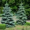 Blue Wonder Spruce Tree 8 Blue Wonder Spruce Tree -Fast Growing Trees Shop Blue Wonder Spruce 600x600 26193ce5 cb4c 4e46 8366 037a0a8f601d