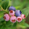 3-in-1 Blueberry Bush 21 3-in-1 Blueberry Bush -Fast Growing Trees Shop Blueberry 3in1 600x600 1aa08fd7 bd51 41f6 bac0 a9579467c982