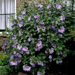 Bluebird Rose Of Sharon Hibiscus Shrub -Fast Growing Trees Shop Bluebird Hibiscus 2