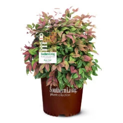 Blush Pink™ Nandina Shrub -Fast Growing Trees Shop Blush Pink Nandina 6