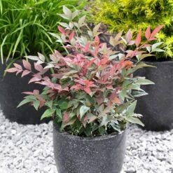 Blush Pink™ Nandina Shrub -Fast Growing Trees Shop Blush Pink Nandina FGT 5