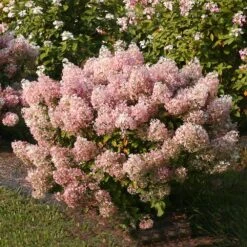Bobo® Hydrangea Shrub -Fast Growing Trees Shop Bobo Hyrangea 4 FGT