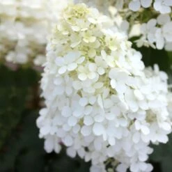 Bobo® Hydrangea Shrub -Fast Growing Trees Shop Bobo Hyrangea 5