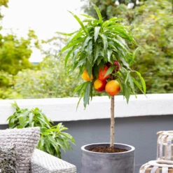 Bonanza Patio Peach Tree -Fast Growing Trees Shop Bonanza Peach tree 3