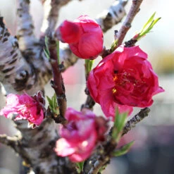 Bonanza Patio Peach Tree -Fast Growing Trees Shop Bonanza Peach tree 4 FGT