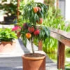 Bonanza Patio Peach Tree -Fast Growing Trees Shop Bonanza Peach tree FGT 600x600 83c19420 6371 443a 8b39 ed964c3d6525