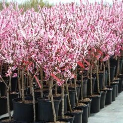 Bonfire Patio Peach Tree -Fast Growing Trees Shop Bonfire Peach 4