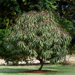 Bonfire Patio Peach Tree -Fast Growing Trees Shop Bonfire Peach 6