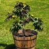 Bonfire Patio Peach Tree -Fast Growing Trees Shop Bonfire Peach FGT 600x600 053cb525 f24f 4cbc 98d9 e07eac378d39
