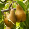 Bosc Pear Tree 11 Bosc Pear Tree -Fast Growing Trees Shop Bosc pears 600x600 FGT f3cdc24f 4ee7 4db4 8f17 fc904cf59cd5