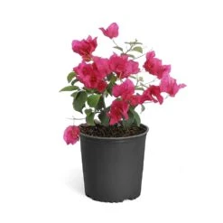 Barbara Karst Bougainvillea -Fast Growing Trees Shop Bougainvillea Barbera Karst 6inch 68480f0d df5e 4cb0 b8d1 912b64b1b5ce