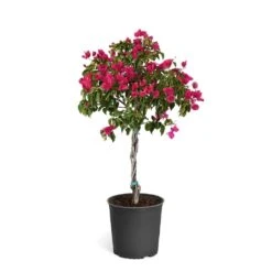 Barbara Karst Bougainvillea -Fast Growing Trees Shop Bougainvillea Barbera Karst Tree 46e6ff16 c20a 427c 82cd c6d7d103fd68