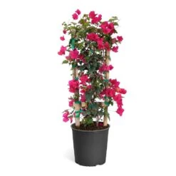 Barbara Karst Bougainvillea -Fast Growing Trees Shop Bougainvillea Barbera Karst Trellis c50b3fdc 836a 4431 b642 46324d3f2616