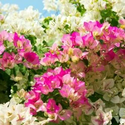 Bi-Color Bougainvillea Tree -Fast Growing Trees Shop Bougainvillea Braided 1