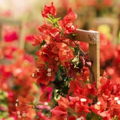 Sundown Orange Bougainvillea -Fast Growing Trees Shop Bougainvillea Sundown 2 FGT