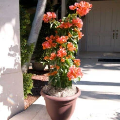 Sundown Orange Bougainvillea -Fast Growing Trees Shop Bougainvillea Sundown 4