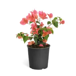 Sundown Orange Bougainvillea -Fast Growing Trees Shop Bougainvillea Sundown 6qt