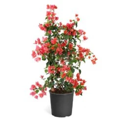 Sundown Orange Bougainvillea -Fast Growing Trees Shop Bougainvillea Sundown TR