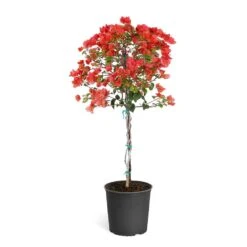 Sundown Orange Bougainvillea -Fast Growing Trees Shop Bougainvillea Sundown tree 4d36b09e a452 4d99 925a 39b7e18e729a