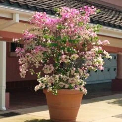 Thai Delight Bougainvillea -Fast Growing Trees Shop Bougainvillea Thai 3