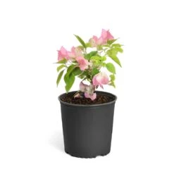 Thai Delight Bougainvillea -Fast Growing Trees Shop Bougainvillea Thai 6inch 2b64339f 3e7d 4698 81c3 7b79fad40cd5