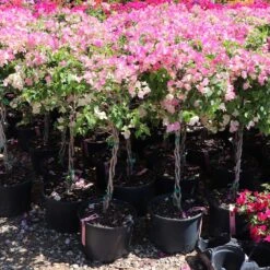 Thai Delight Bougainvillea -Fast Growing Trees Shop Bougainvillea Thai 7